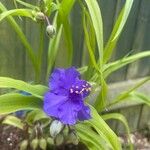 Tradescantia virginiana Leaf