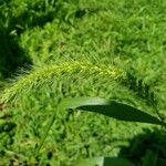 Setaria faberi Blüte