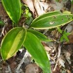 Eulophia pulchra Folha