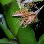 Pitcairnia atrorubens Fruto