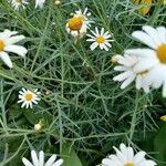 Argyranthemum foeniculaceum পাতা