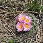 Pediocactus simpsonii Hábitos