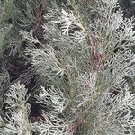 Cupressus sempervirens Folha