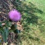 Cirsium discolor ফুল