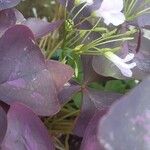 Oxalis triangularis花