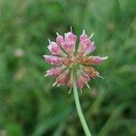 Trifolium hybridum Flower