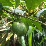 Annona glabra Leaf