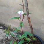 Ipomoea aquatica Leaf