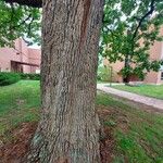 Quercus stellata Bark