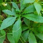 Cyclanthera pedata Leaf