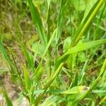 Cynosurus echinatus Likasa