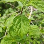 Mandevilla subsagittata Leaf