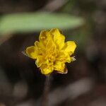 Agoseris heterophylla Flower