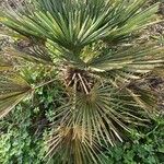 Chamaerops humilis葉