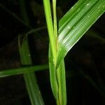 Scleria microcarpa Bark