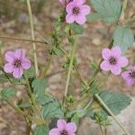 Erodium glaucophyllum ᱮᱴᱟᱜ