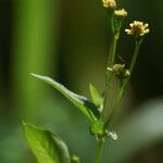 Acmella uliginosa Flor