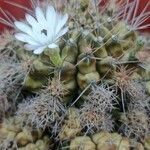 Gymnocalycium anisitsii Кветка