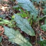 Turraea cabrae Leaf