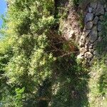 Buddleja loricata موطن