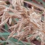 Calamagrostis arundinacea Mbuma