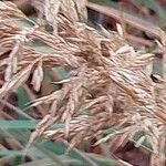 Calamagrostis arundinacea Fruto