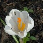 Crocus vernusᱵᱟᱦᱟ