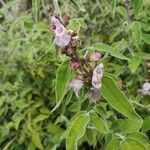 Salvia fruticosa Fleur