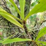 Angraecum calceolus पत्ता