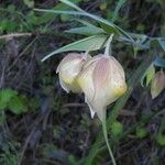 Calochortus albus Кветка