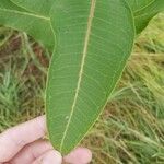 Asclepias sullivantii Листок