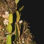 Pyrrosia serpens Alkat (teljes növény)