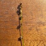 Carex leersii Blüte