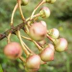 Schwartzia brenesii Fruto