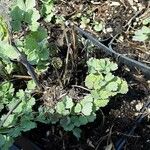 Thalictrum flavum Leaf