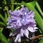 Pontederia crassipes Цвят