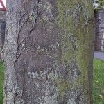 Acer pseudoplatanus Ekosanga