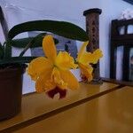 Cattleya spp. Квітка