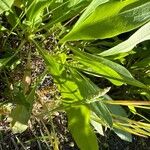 Grindelia integrifolia List