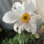 Narcissus poeticus Fula