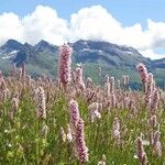 Bistorta officinalis Flower