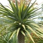 Dracaena draco Folha