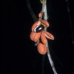 Swartzia guianensis Plod