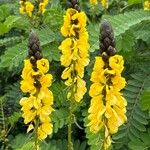 Senna didymobotrya Blüte