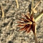 Cyperus capitatus Fruit