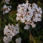 Viburnum tinusFlor