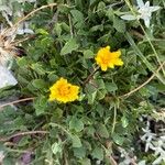Hypochaeris robertia Flor