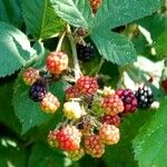 Rubus gratus ഫലം