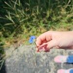 Commelina erectaFlower