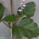 Boerhavia erecta Blomst